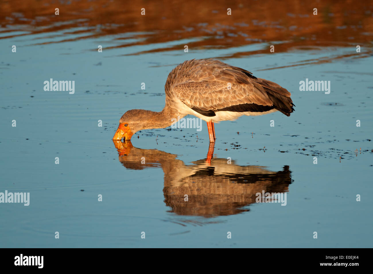Yellow-billed stork (Mycteria ibis) se nourrissent dans les eaux peu profondes, Afrique du Sud Banque D'Images