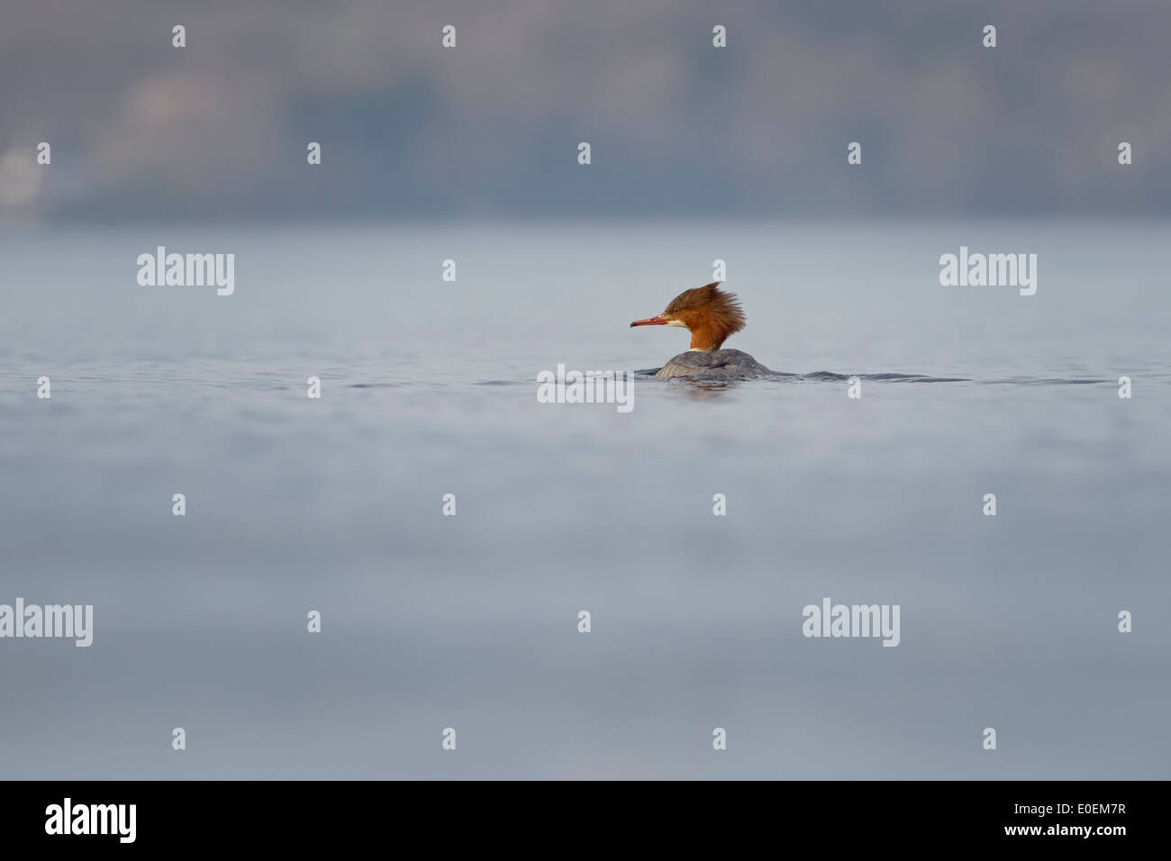 Grand Harle (Mergus merganser) ou nager dans l'eau bleu harle bièvre du lac de Genève au crépuscule. Banque D'Images