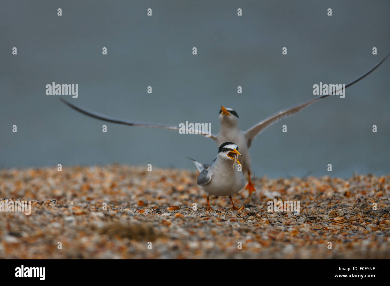 Sterne naine (Sternula albifrons ou Sterna albifrons) Banque D'Images