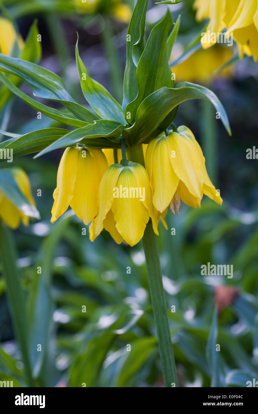 Fritillaria Imperialis 'Lutea' Fleur Banque D'Images