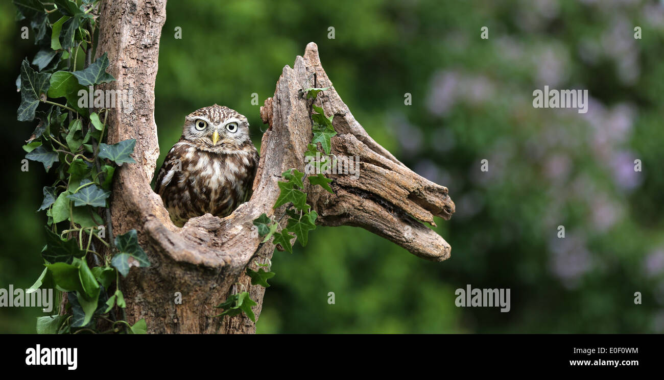 Chouette chevêche (Athene noctua) assis sur le tronc d'arbre mort Bickley, Cheshire Banque D'Images