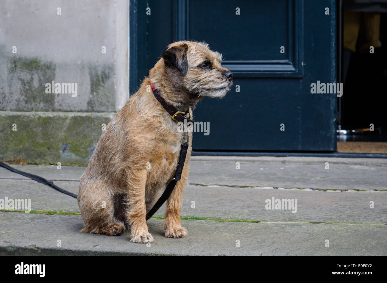 Border Terrier en laisse et assis à l'extérieur d'une boutique à St Stephen Street, Stockbridge, Édimbourg, Écosse, Royaume-Uni. Banque D'Images