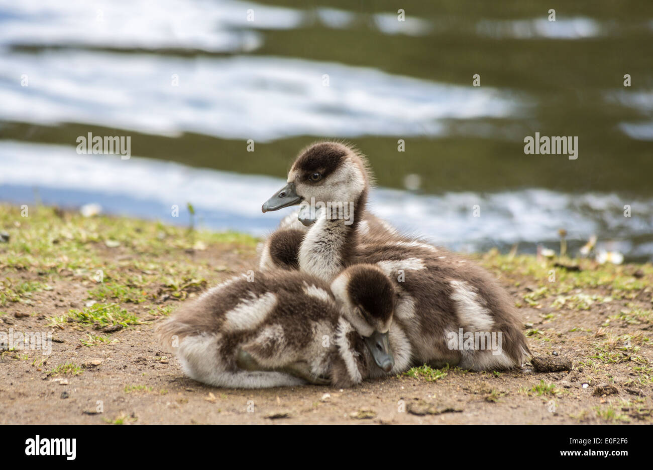 Jolies jeunes oisons Egyptian goose (Alopochen aegyptiaca), oies, snuggle ensemble à Isabella Plantation, Richmond Park, London, UK Banque D'Images