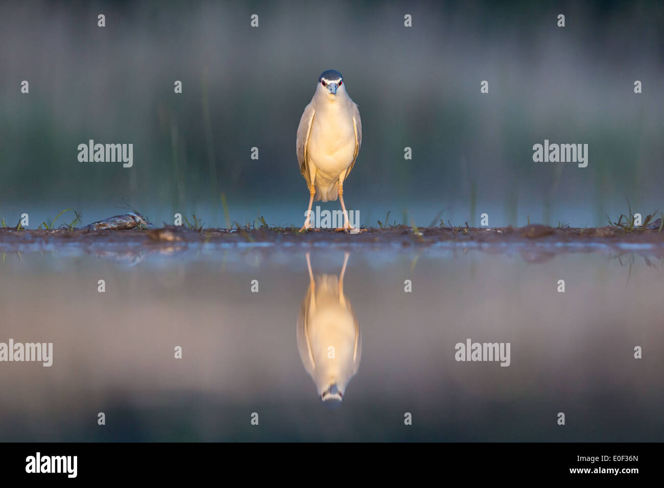 Des profils bihoreau gris (Nycticorax nycticorax) debout au bord d'une piscine Banque D'Images
