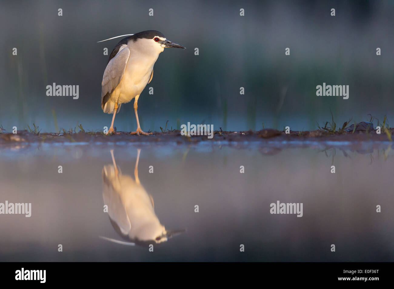 Des profils bihoreau gris (Nycticorax nycticorax) debout au bord d'une piscine Banque D'Images