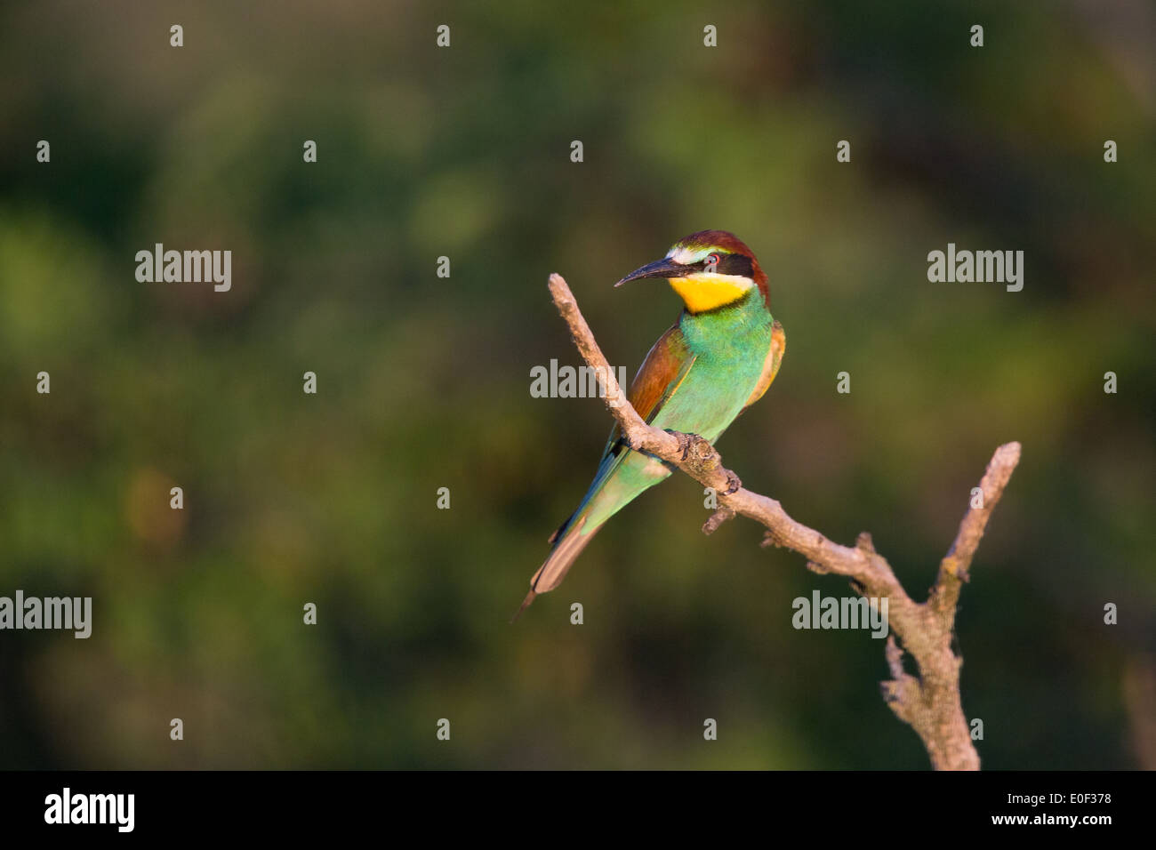 Guêpier d'Europe (Merops apiaster) perché sur une branche Banque D'Images