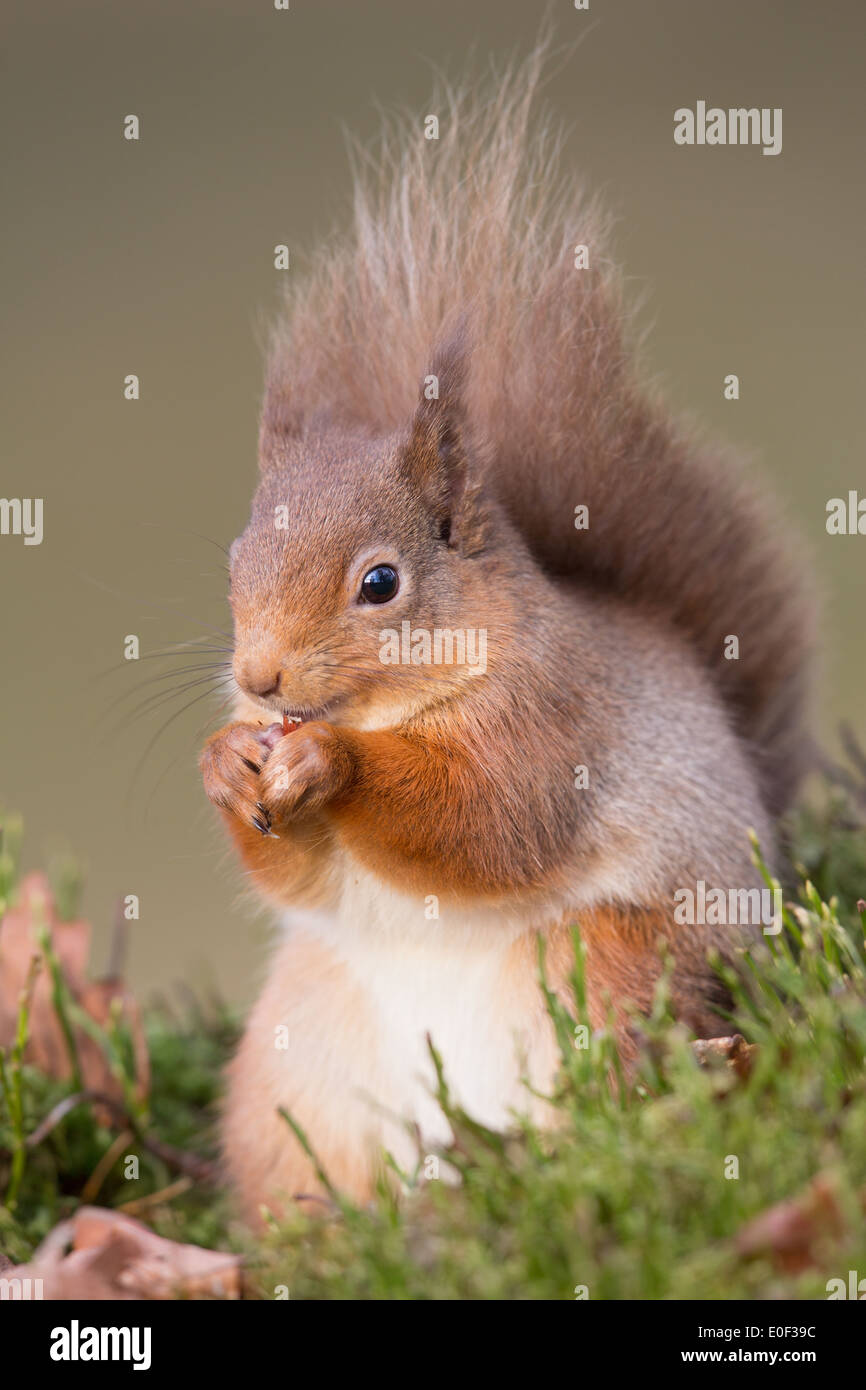 Eurasian Écureuil roux (Sciurus vulgaris) assis sur la mousse de manger une noisette Banque D'Images