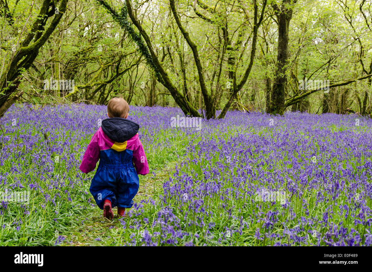 Tout-petit errant dans la moquette de Bluebell Meldon Woods sur le bord nord du Dartmoor Banque D'Images