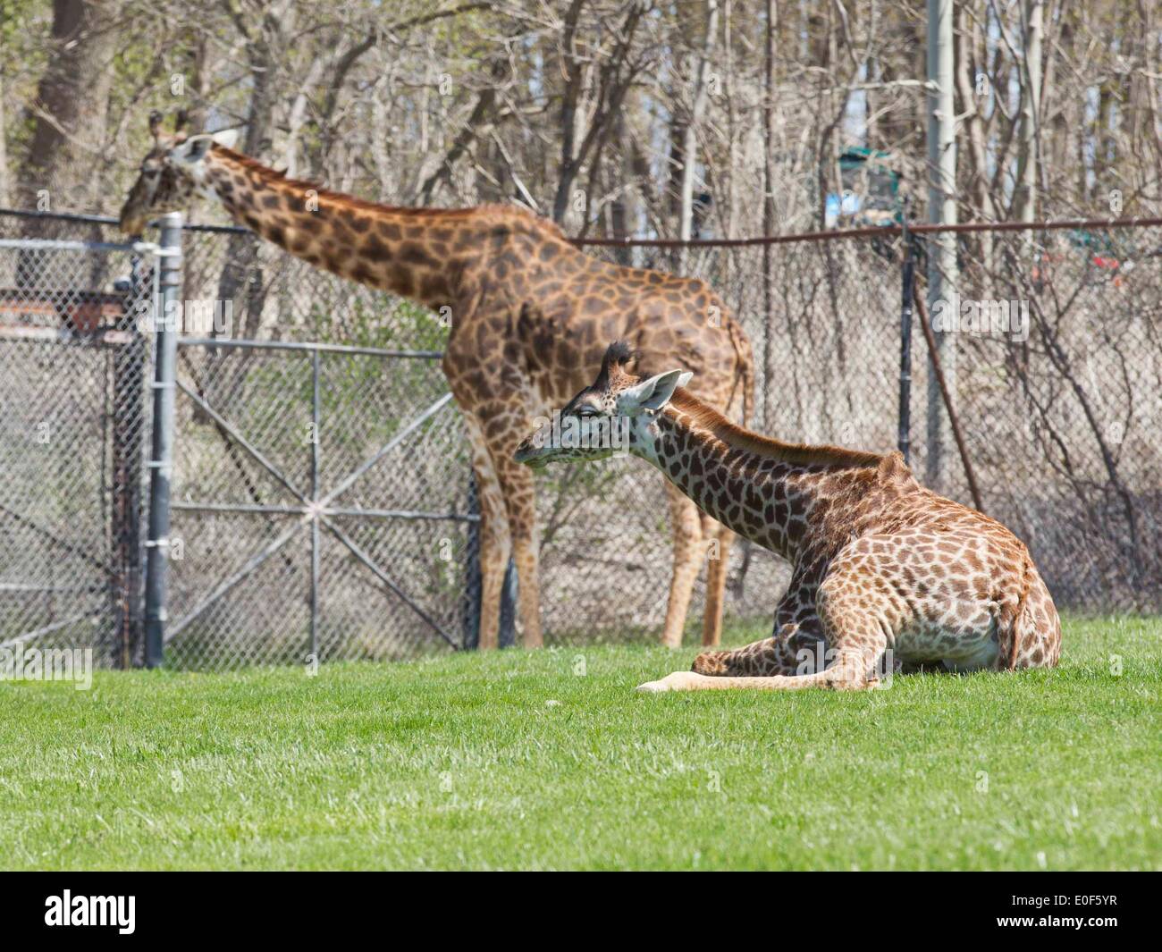 Toronto, Canada. Le 11 mai, 2014. Girafe Masai femme Mstari veau(R) prend une pause avec maman Twiga au Zoo de Toronto à Toronto, Canada, le 11 mai 2014. Zoo de Toronto a tenu l'état sauvage sur les mères le dimanche pour célébrer la Fête des mères qui tombe le 11 mai cette année. © Zou Zheng/Xinhua/Alamy Live News Banque D'Images