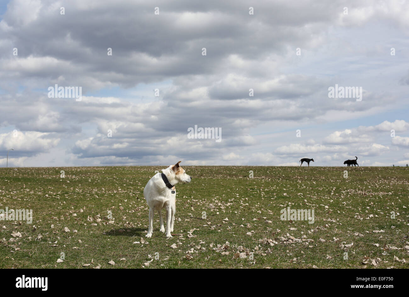 Un chien debout dans les champs à la recherche de deux autres chiens derrière lui. Banque D'Images