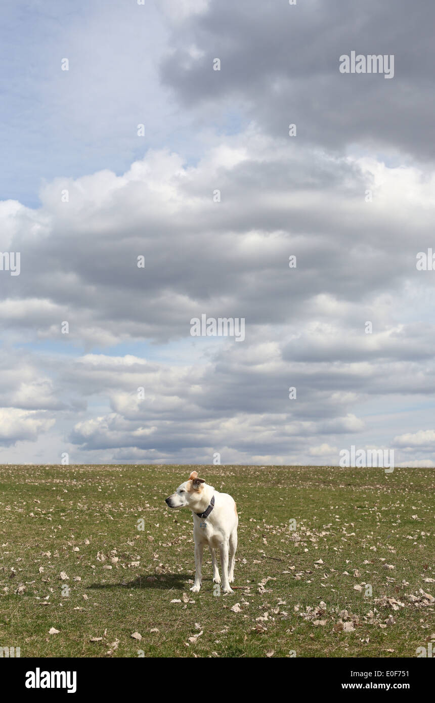 Un chien blanc debout sur une colline herbeuse. Banque D'Images