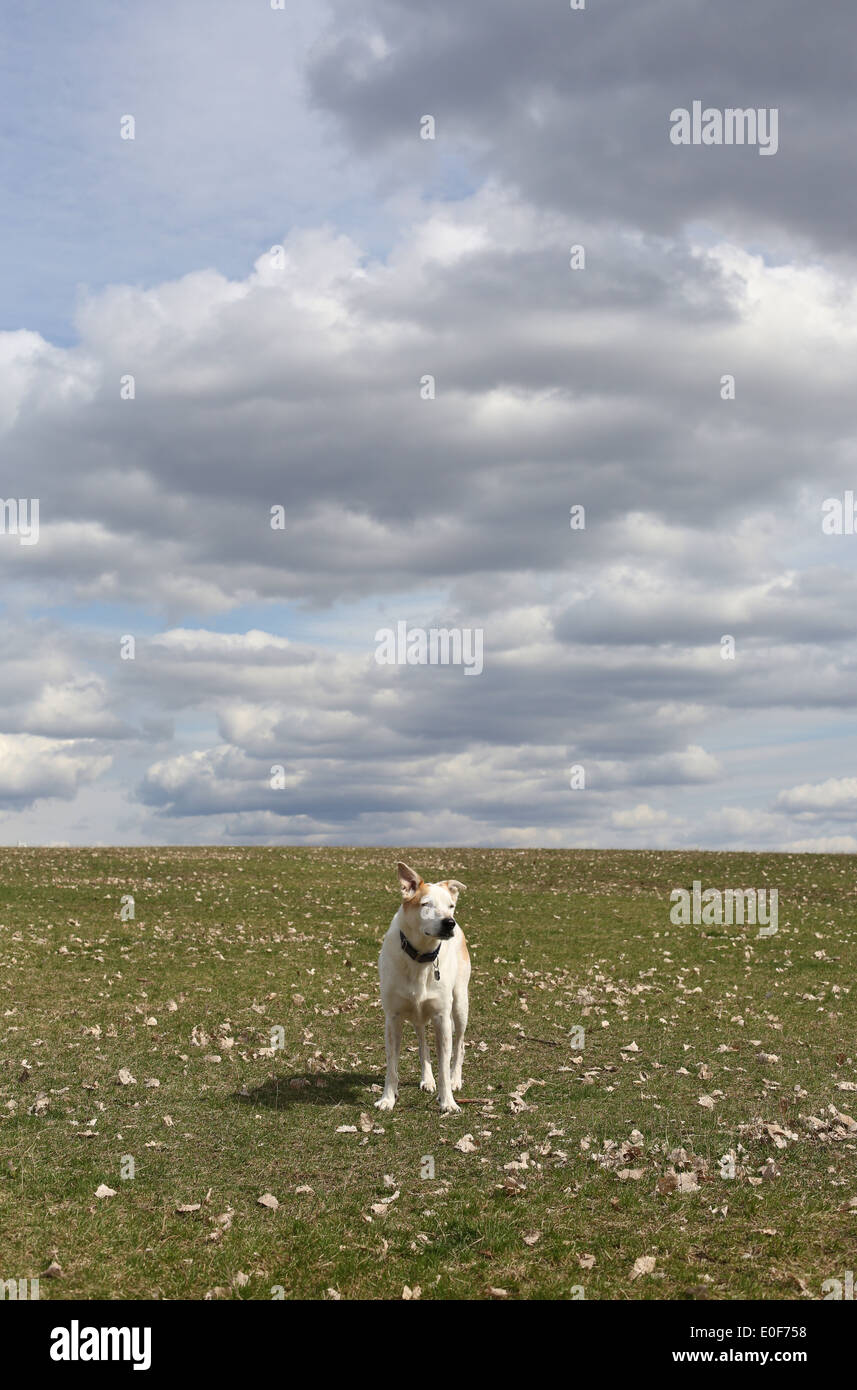 Un chien blanc debout sur une colline herbeuse. Banque D'Images
