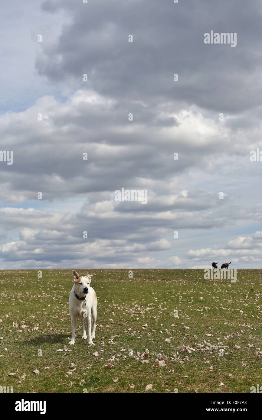 Un chien debout sur une colline herbeuse, tandis que deux autres chiens jouent dans la distance. Banque D'Images