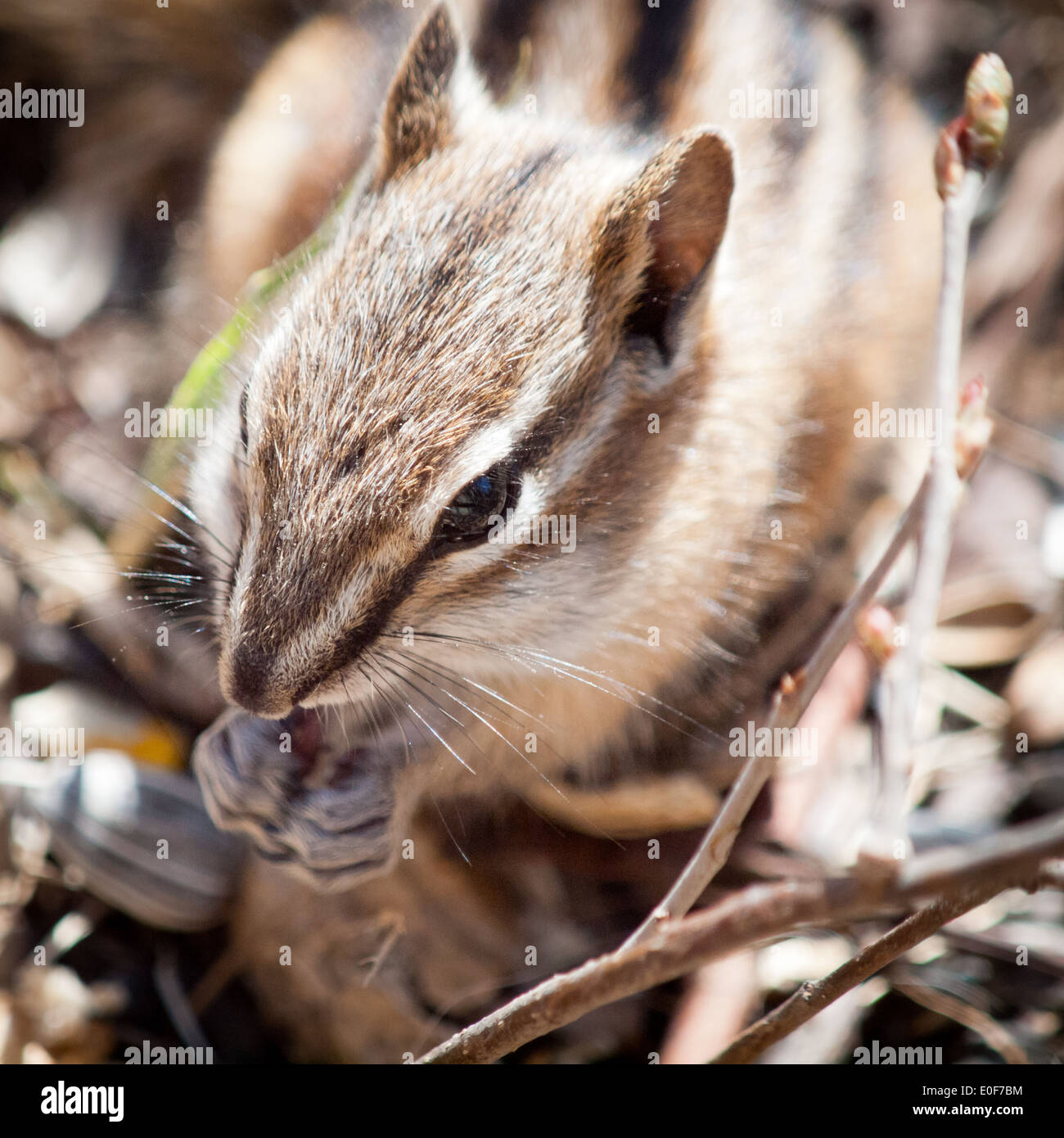 Un mignon petit suisse. Le tamia mineur (Tamias minimus) se nourrissant de graines au Parc et réserve naturelle de Whitemud, Edmonton, Canada. Banque D'Images