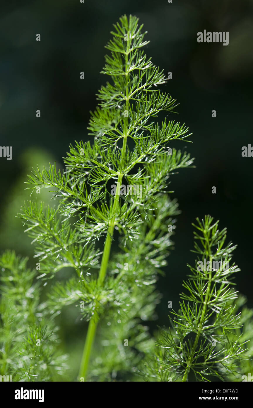 Baldmoney, meum athamanticum Banque D'Images