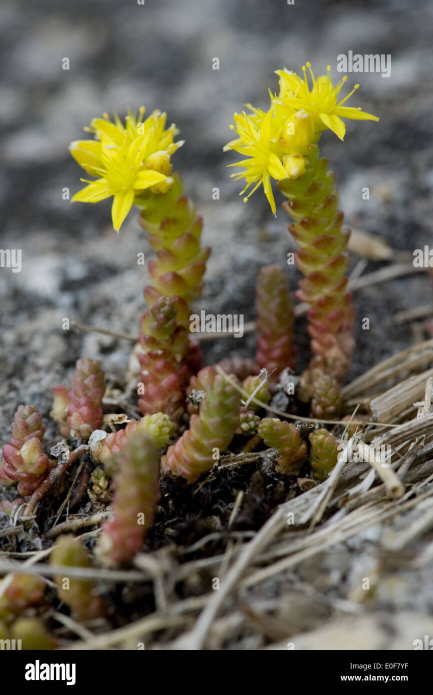 Goldmoss stonecrop, Sedum acre Banque D'Images