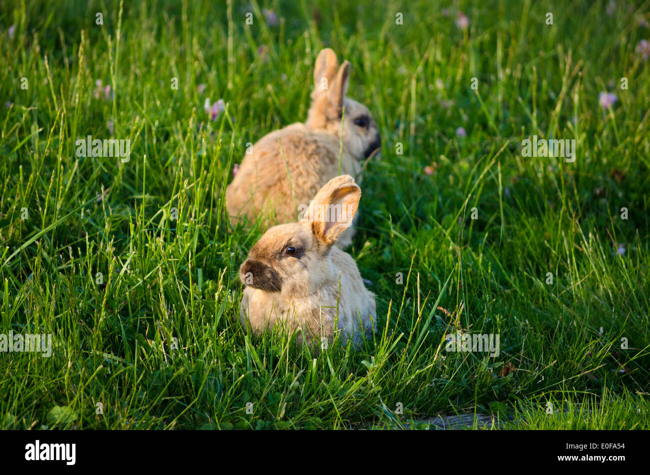 Deux lapins mignon ou les lapins dans l'herbe. Banque D'Images