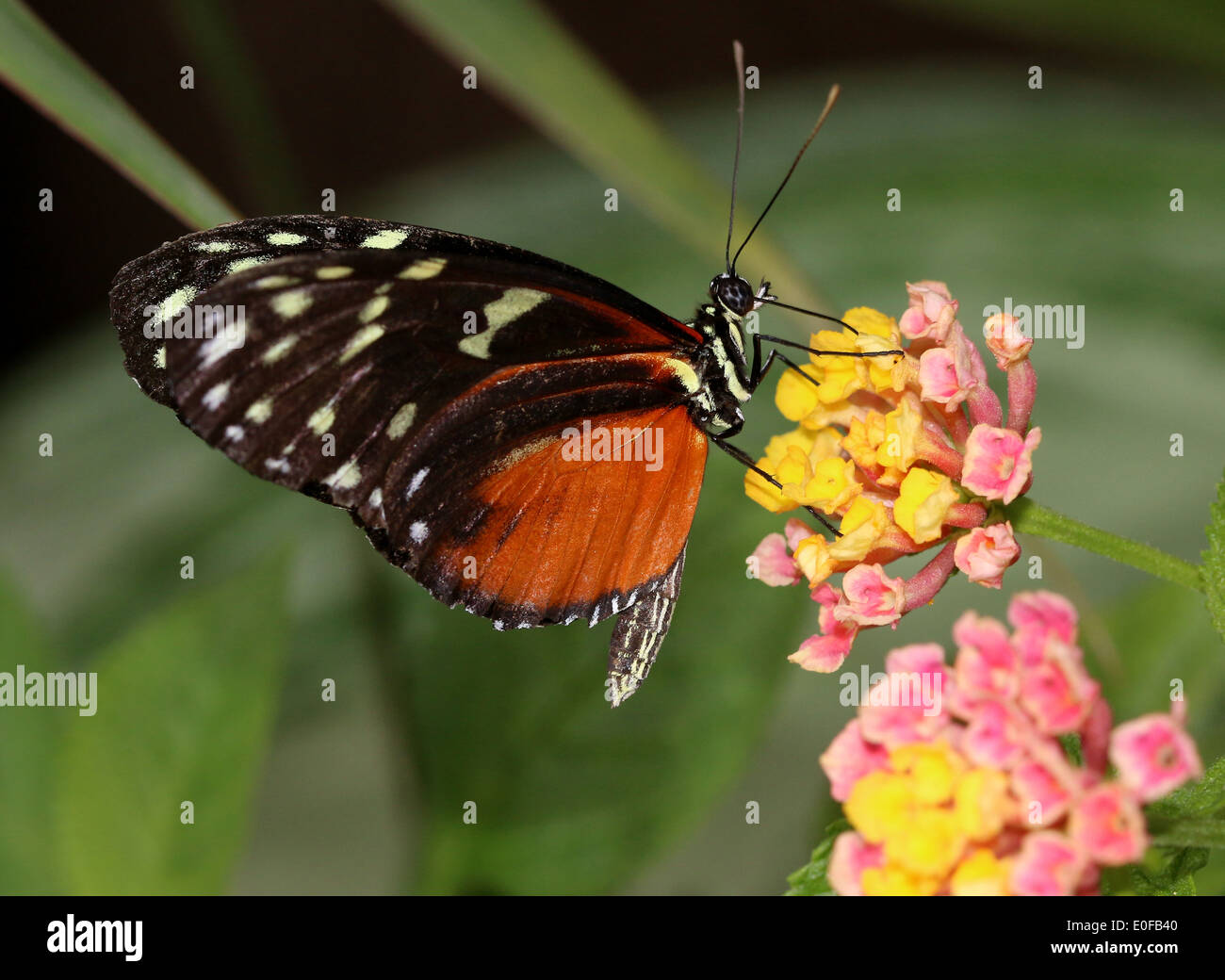 Tiger Longwing, Hecale Longwing ou Golden Longwing (papillon Heliconius Hecale) se nourrissant sur une fleur tropicale Banque D'Images