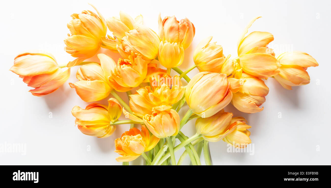 Un bouquet de tulipes Banque D'Images