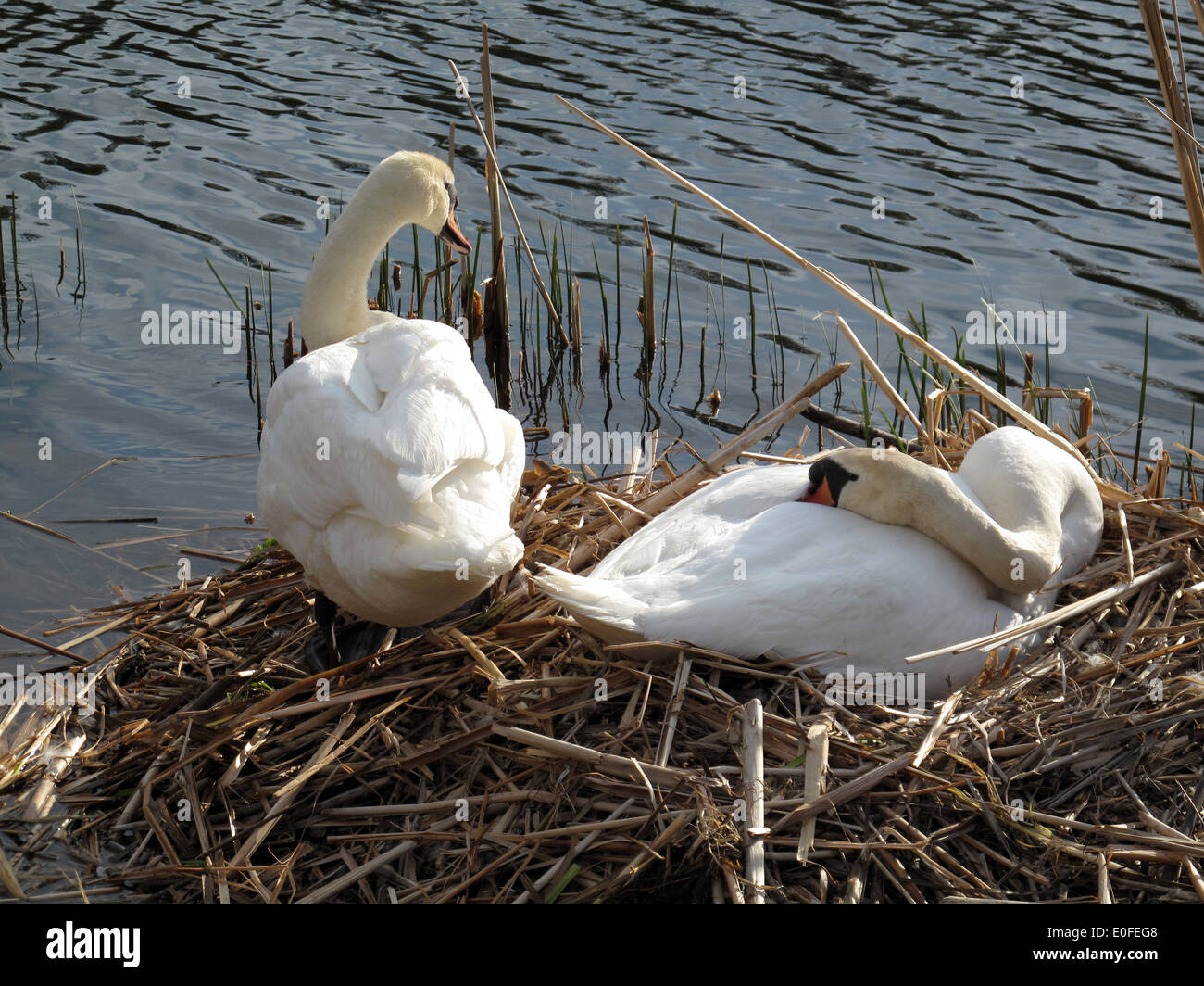 Cygnes nicheurs en High Park. Banque D'Images