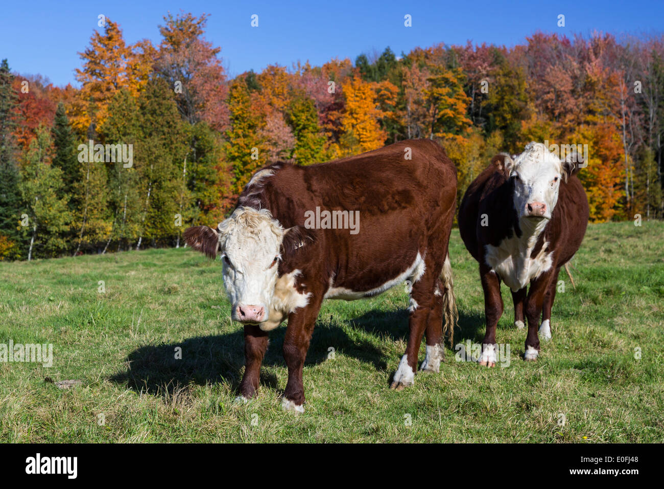 Un troupeau de bovins Holstein dans la région de l'Estrie, Québec, Canada. Banque D'Images