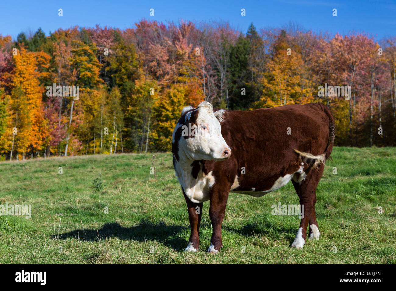 Un troupeau de bovins Holstein dans la région de l'Estrie, Québec, Canada. Banque D'Images