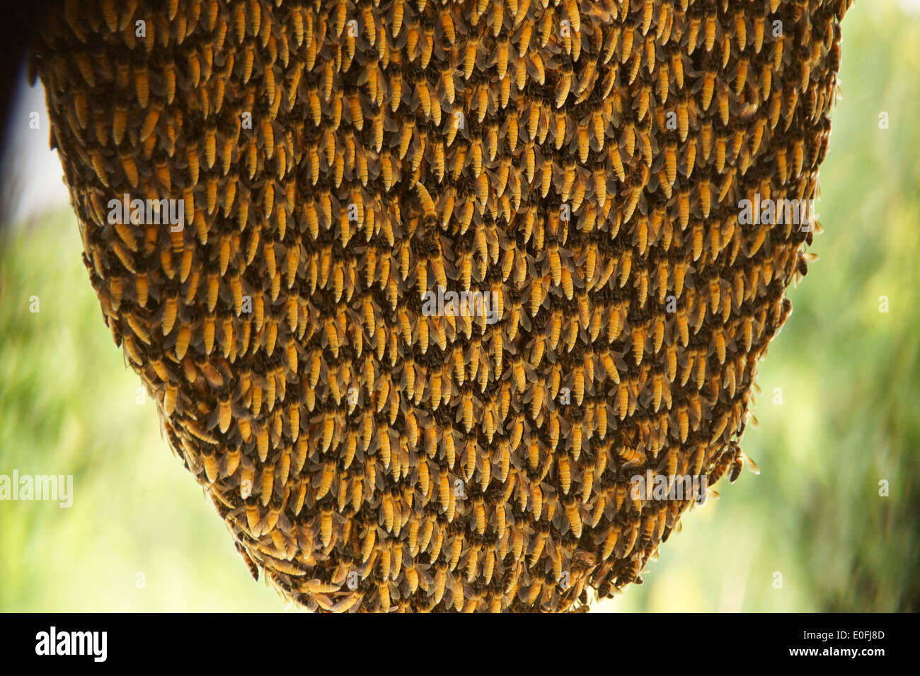 Nid d'abeille ruche du roi Banque D'Images