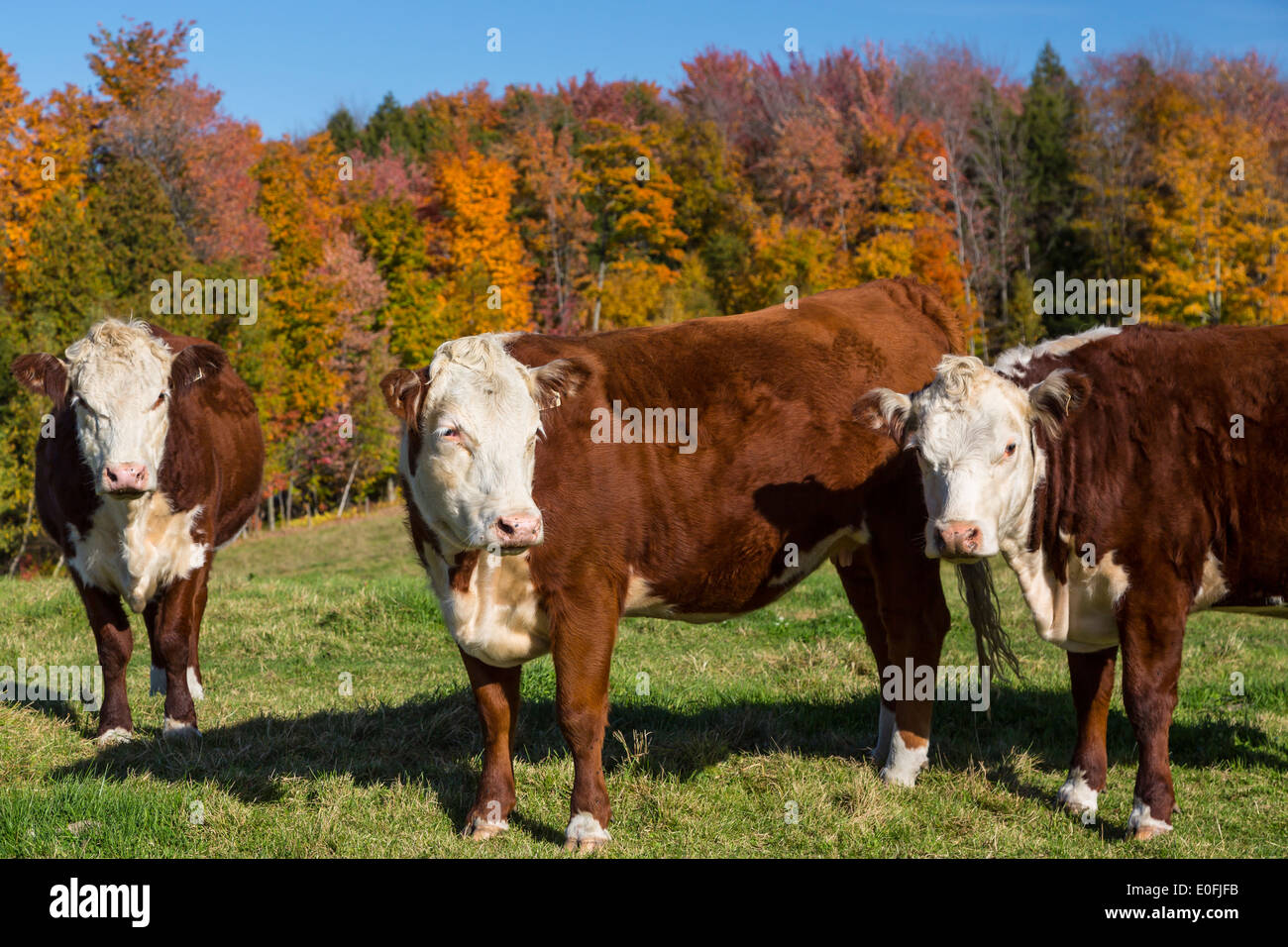 Un troupeau de bovins Holstein dans la région de l'Estrie, Québec, Canada. Banque D'Images