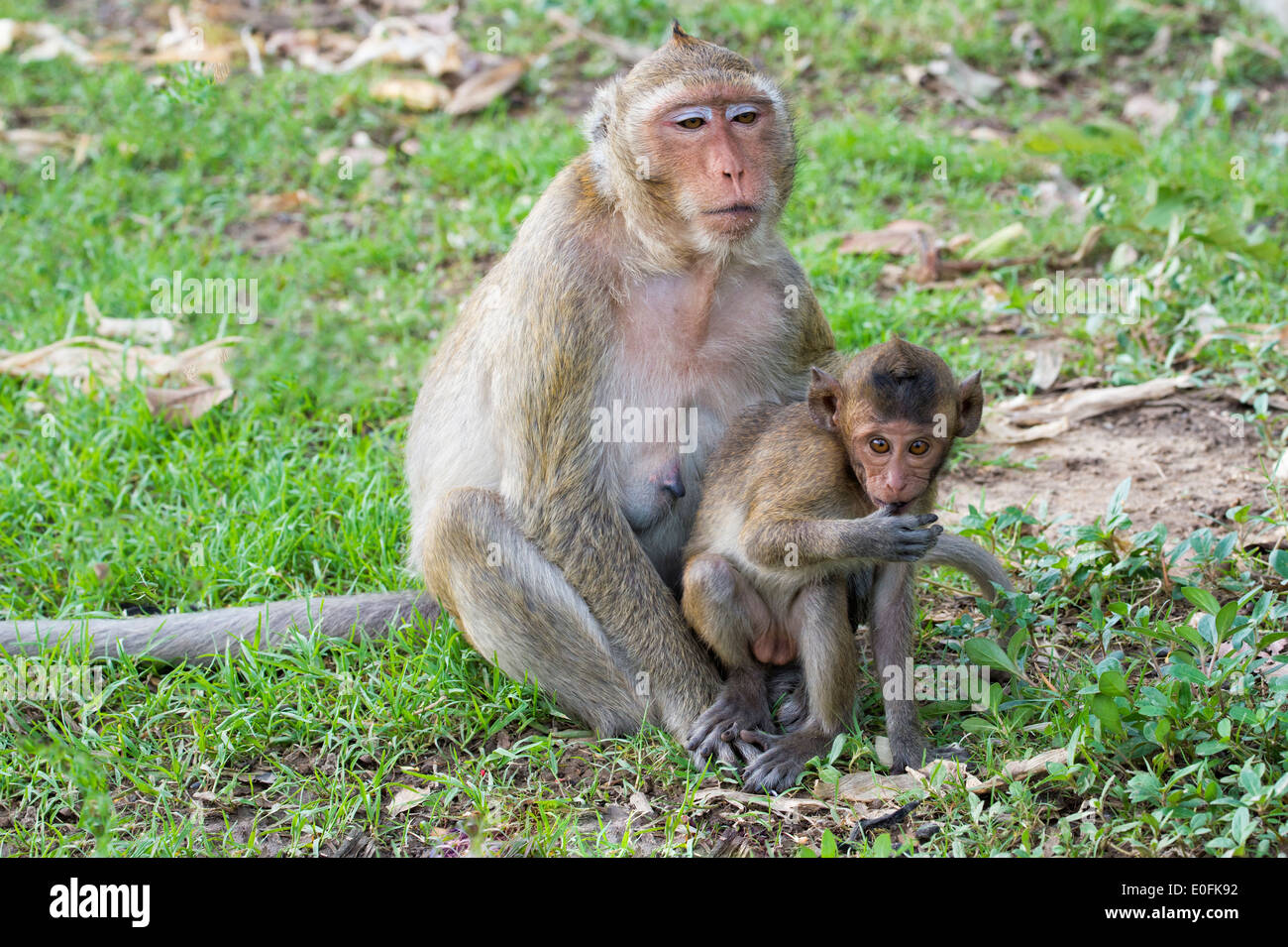 Macaque à longue queue ou de crabe-eating Macaque (Macaca fascicularis), la mère et les jeunes, en Thaïlande, en Asie Banque D'Images