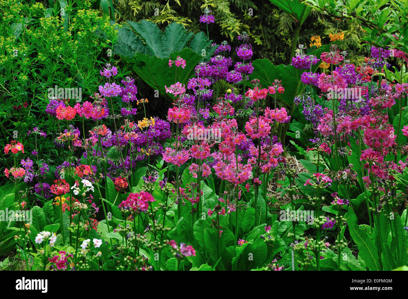 Primevères primula bulleesiana Chandelier fleur de jardin de vivaces Banque D'Images