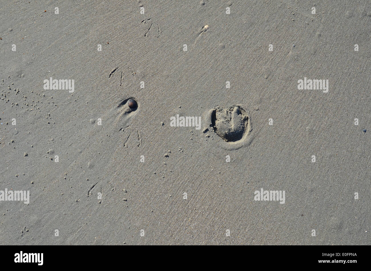 Pegasus et empreinte d'amis dans le sable sur la plage Banque D'Images
