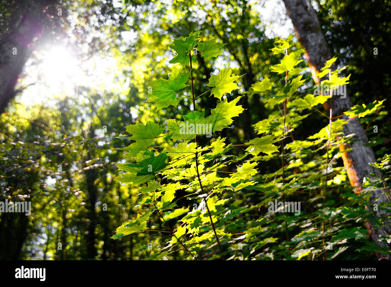 Foncé vert forêt en automne Banque D'Images