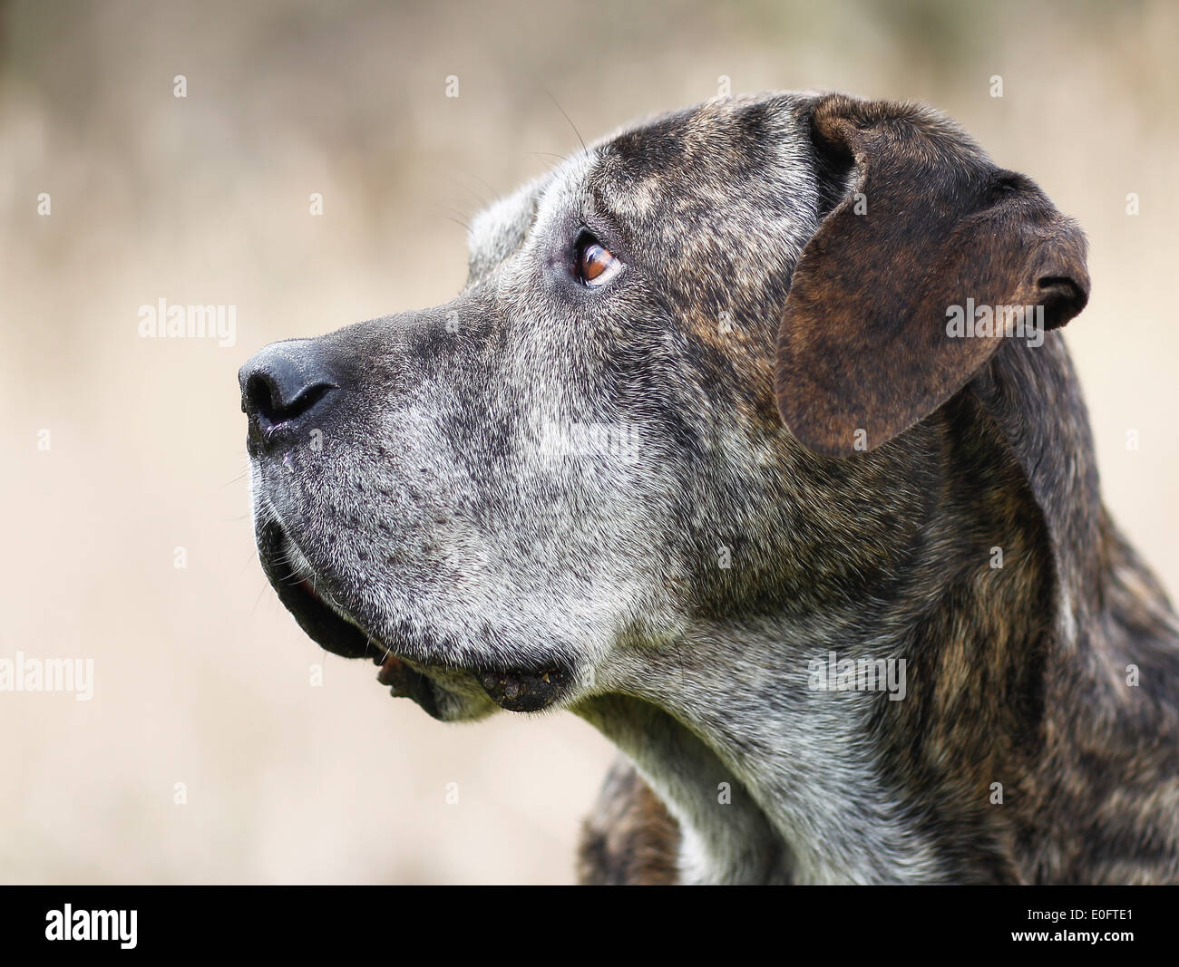 Chien de race mixte, un mélange de Cane Corso et dogue italien. Banque D'Images