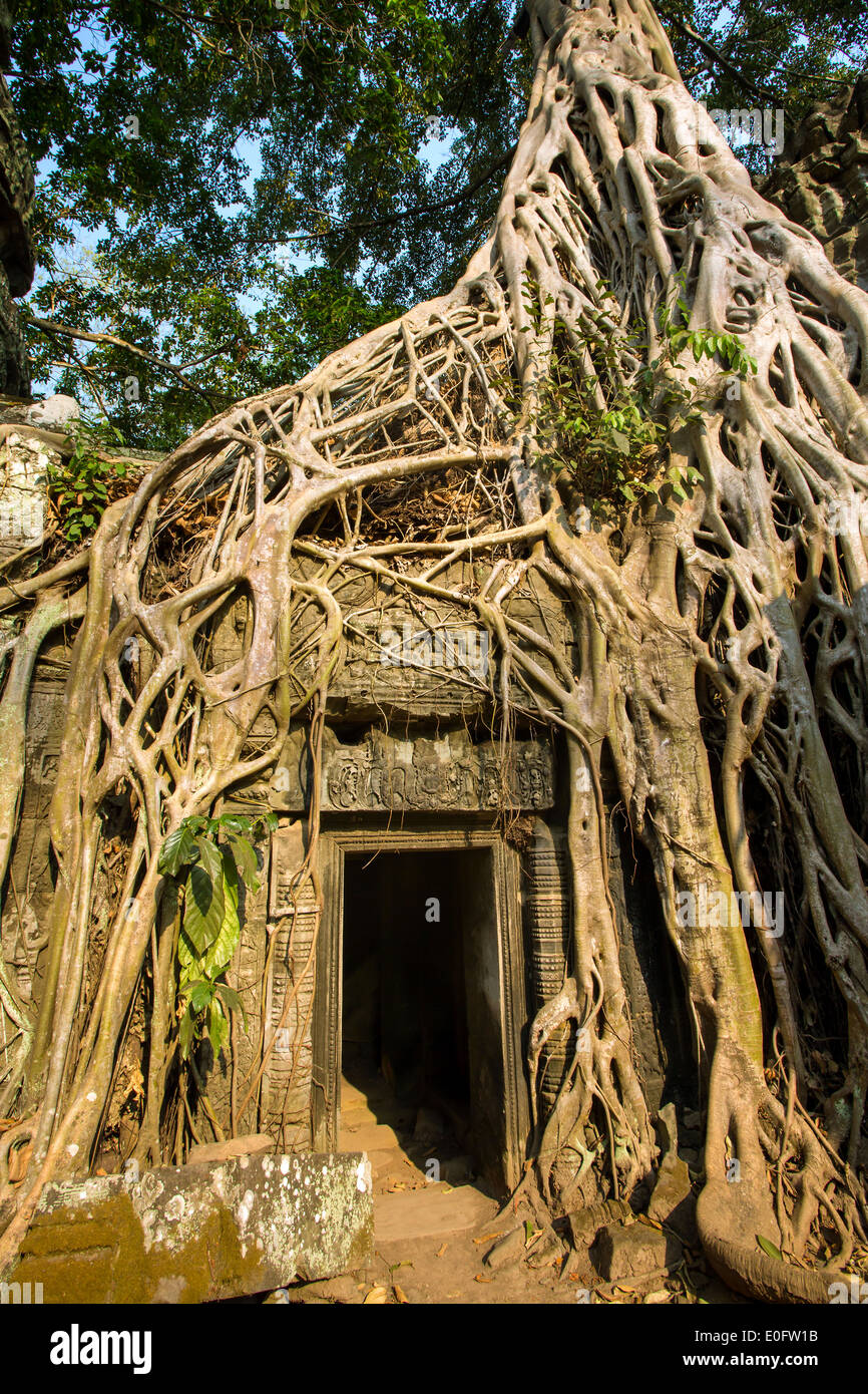 Arbre géant couvrant des pierres de l'ancien temple de Ta Prohm à Angkor Wat complexe, Siem Reap, Cambodge Banque D'Images