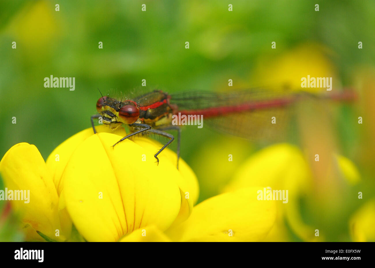 Libellule rouge Banque D'Images