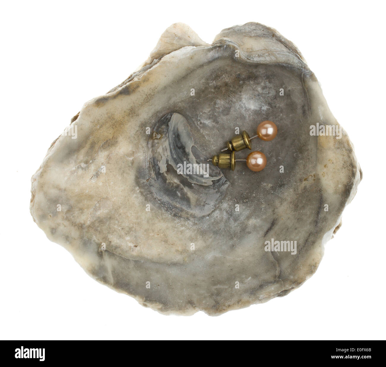 Pearl Earrings dans un oystershell sur fond blanc Banque D'Images