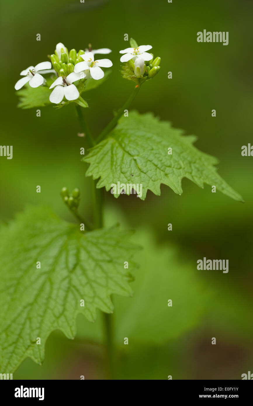 Fleur simple (Alliaria petiolata) comme fond nature Banque D'Images
