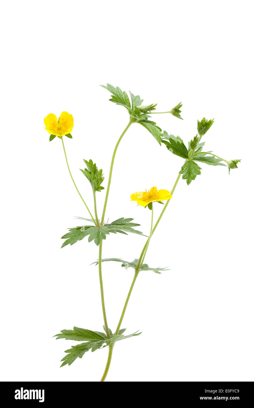 Fleur jaune (Potentilla erecta) sur fond blanc Banque D'Images