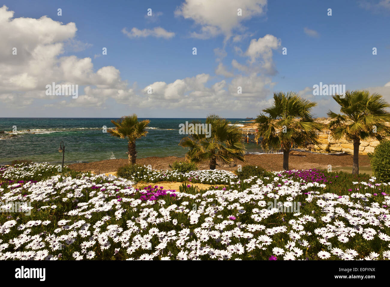 Paysage De Bord De Mer Avec Des Fleurs Roses Et Blanches Sur