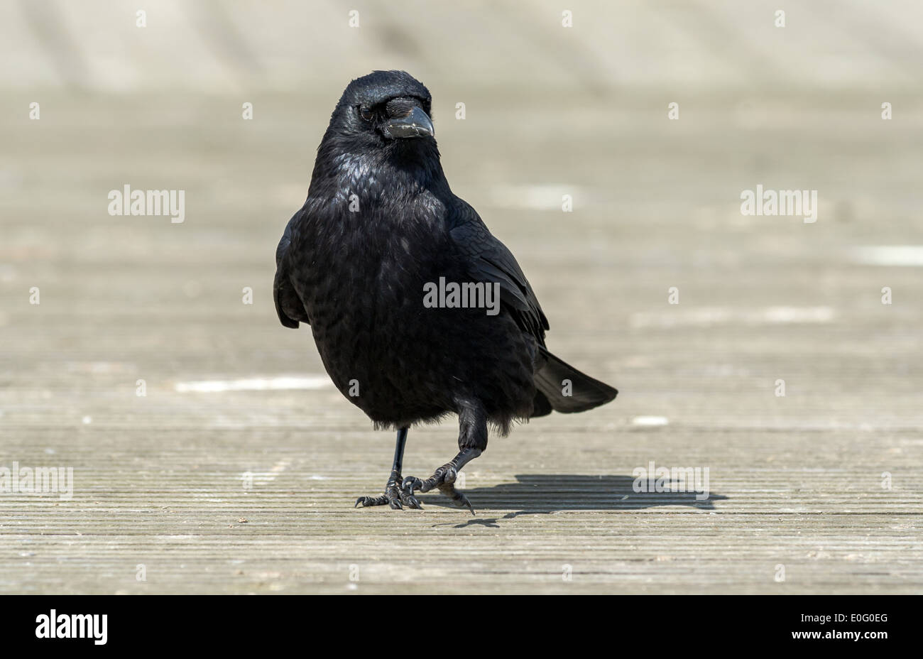 Gros oiseau noir de la corneille noire Banque D'Images