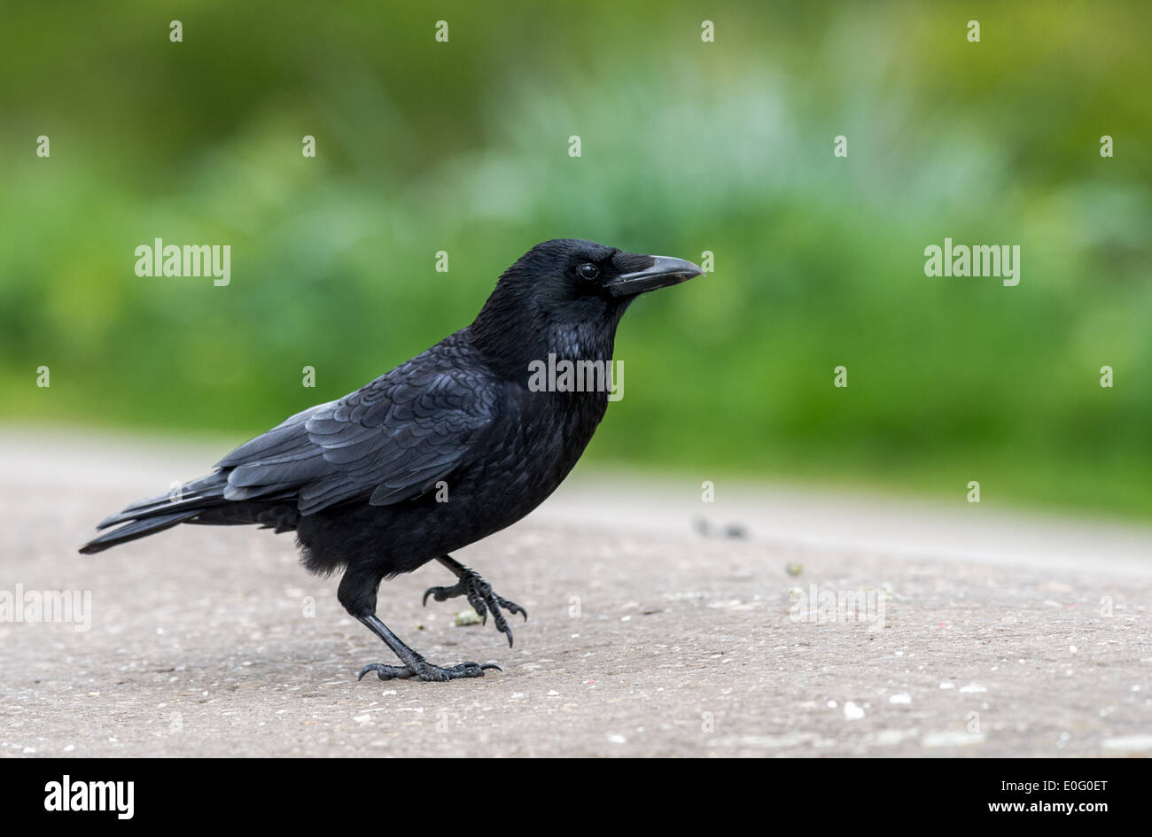 Gros oiseau noir de la corneille noire Banque D'Images