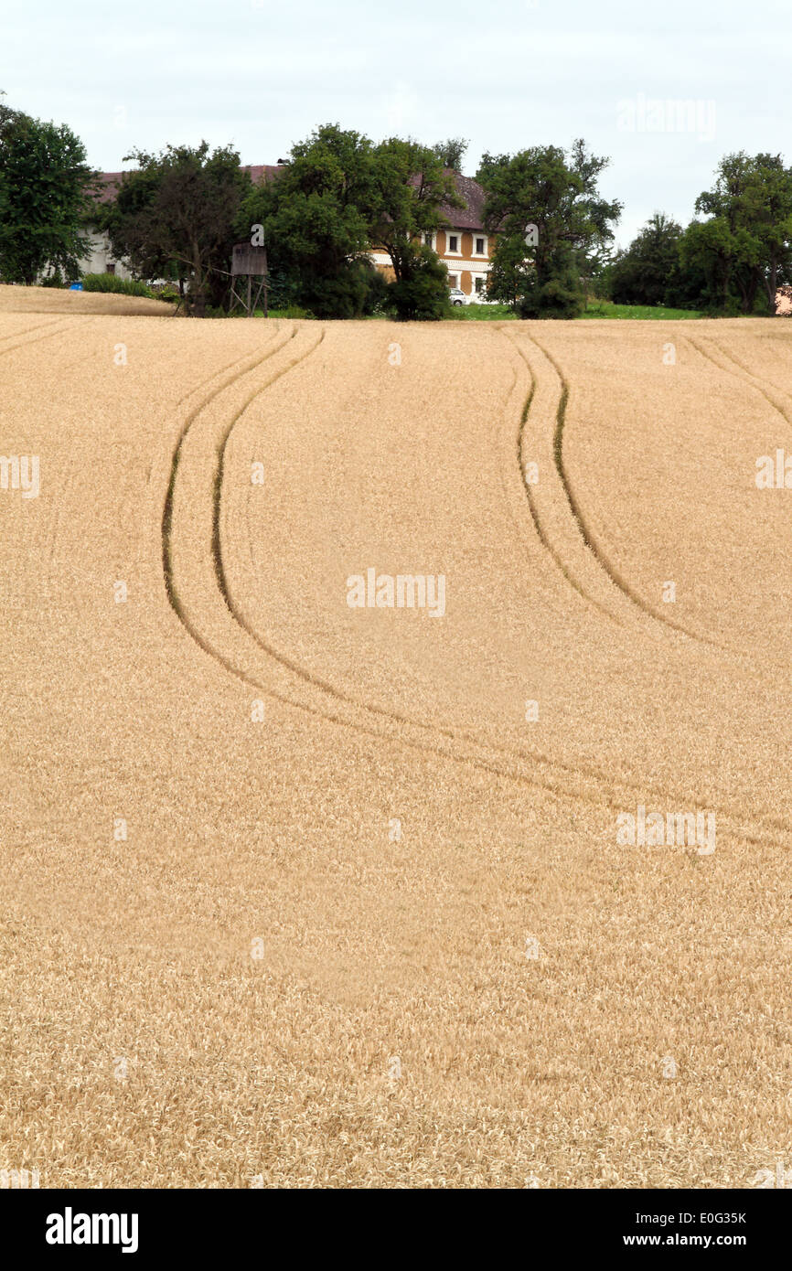 Les voies d'un tracteur dans un champ de céréales, Spuren von einem Traktor einem Getreide Feld Banque D'Images
