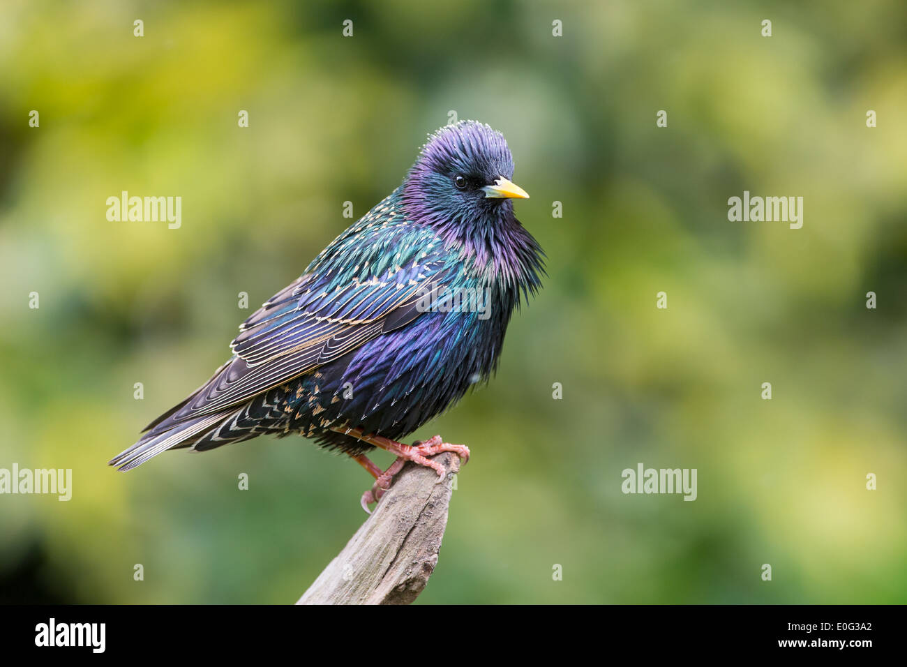 Étourneau sansonnet (sturnus vulgaris) perché sur une branche Banque D'Images