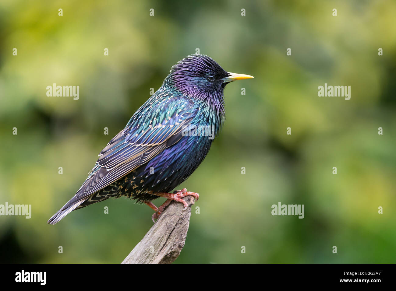 Étourneau sansonnet (sturnus vulgaris) perché sur une branche Banque D'Images