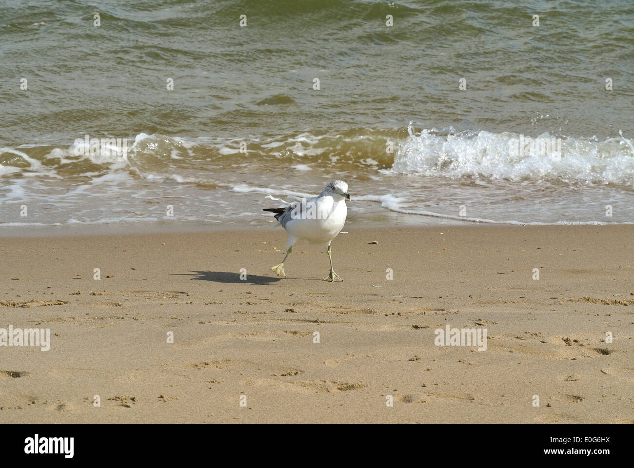 Cette mouette sur une plage dans le Bronx, New York semble avoir été danser devant des vagues sur un jour de fin d'été Banque D'Images