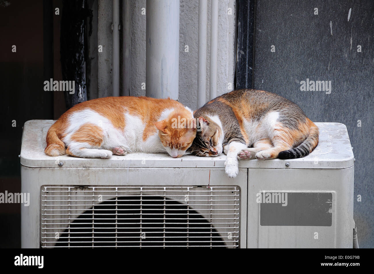 Lazy cat couple endormi à l'extérieur sur un air conditionné ventilateur, Hong Kong Banque D'Images