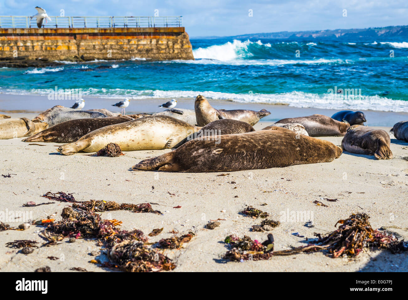 Couché sur le sable des joints dans la piscine plage. La Jolla, Californie, États-Unis. Banque D'Images