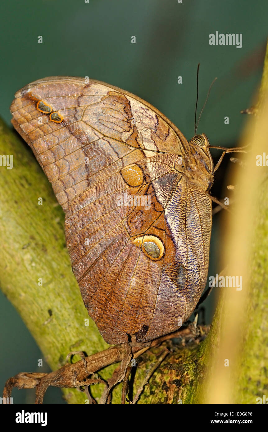 Photo verticale de l'Automedon papillon Hibou géant, Eryphanis polyxena, perché sur une branche. Banque D'Images