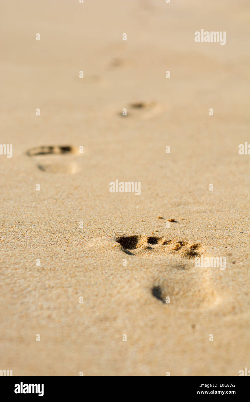 Les traces sur le sable fin de l'Atlantique Banque D'Images