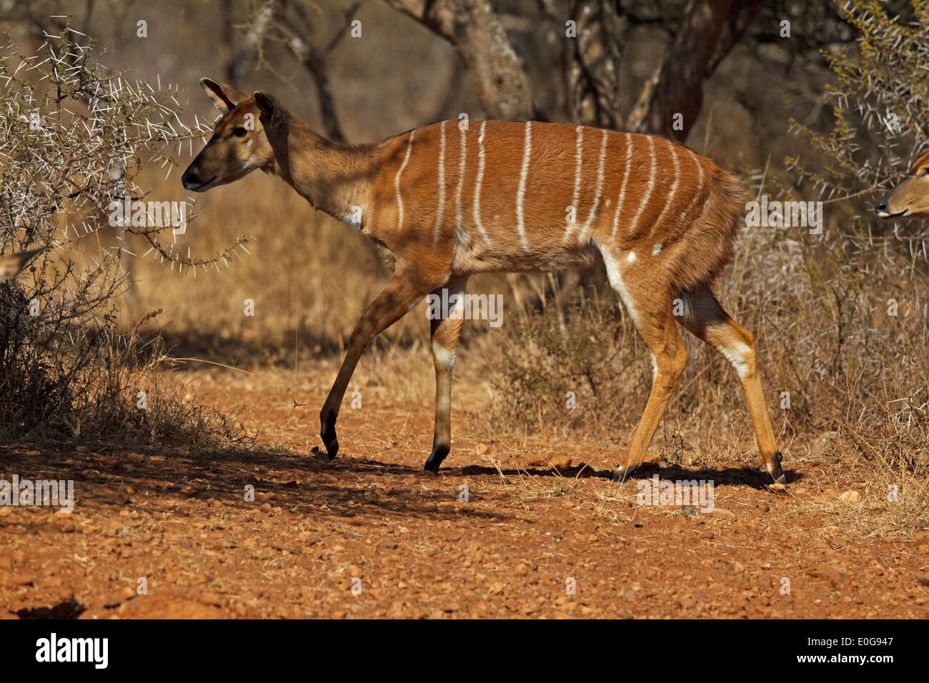 Nyala Nyala (angasii) femmes Polokwane game reserve, Limpopo, Banque D'Images